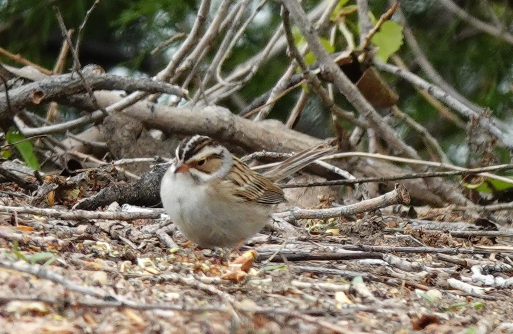 Clay-colored Sparrow - Dilka Murtazina