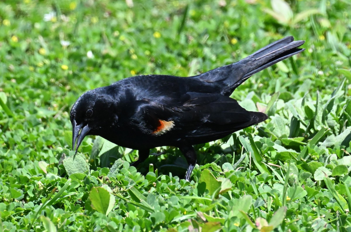 Red-winged Blackbird - ML618535772