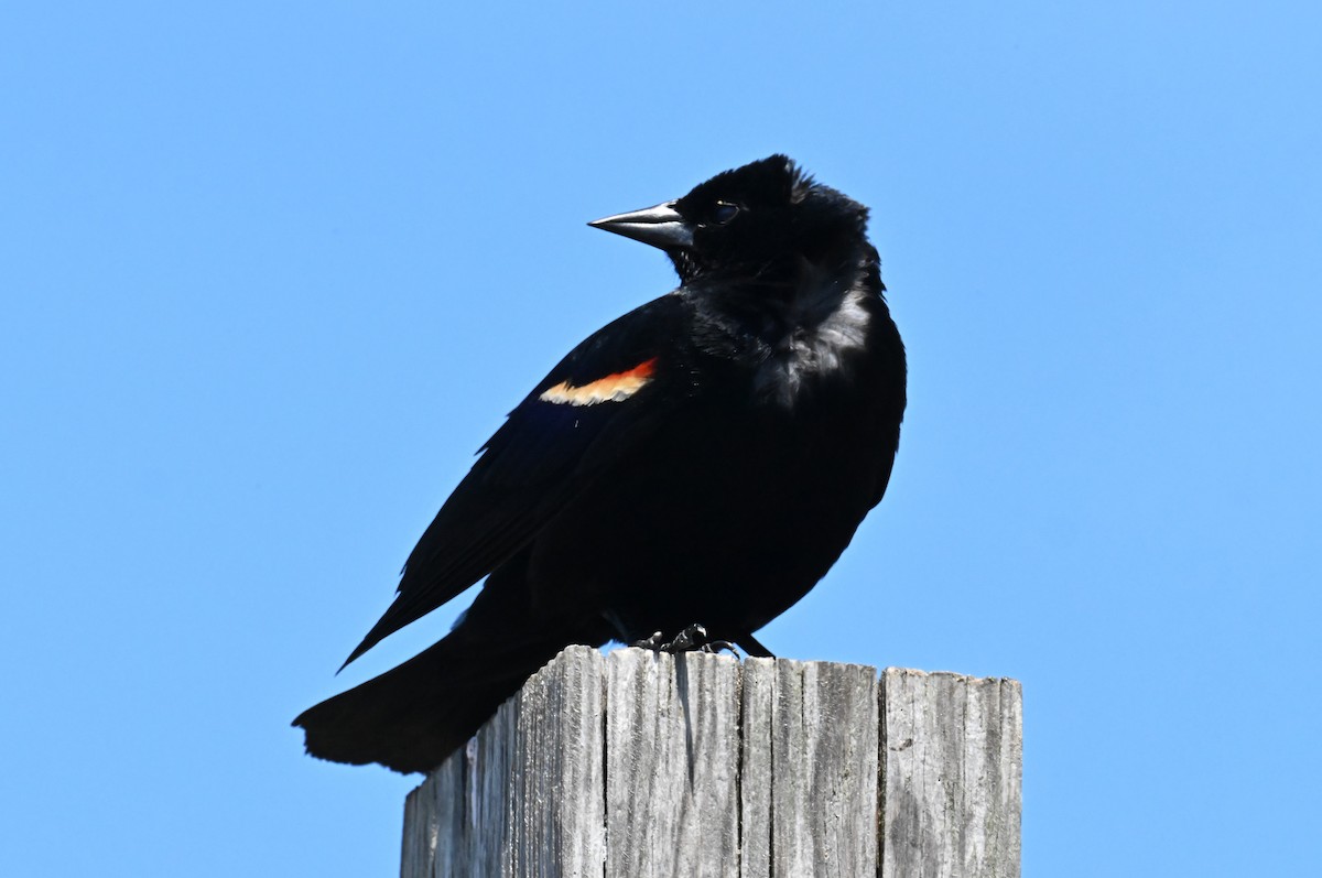 Red-winged Blackbird - Ann Kohlhaas