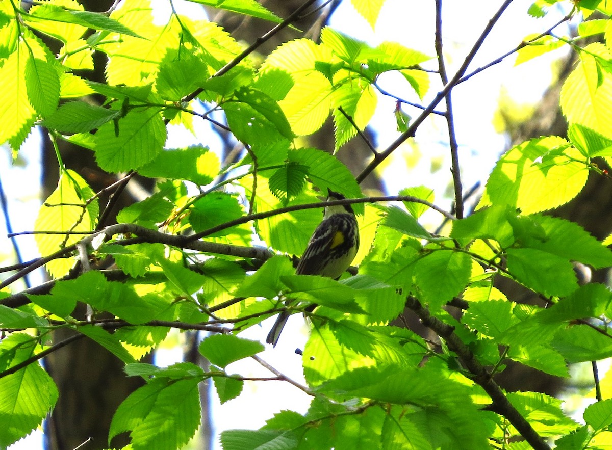 Yellow-rumped Warbler (Myrtle) - ML618535796