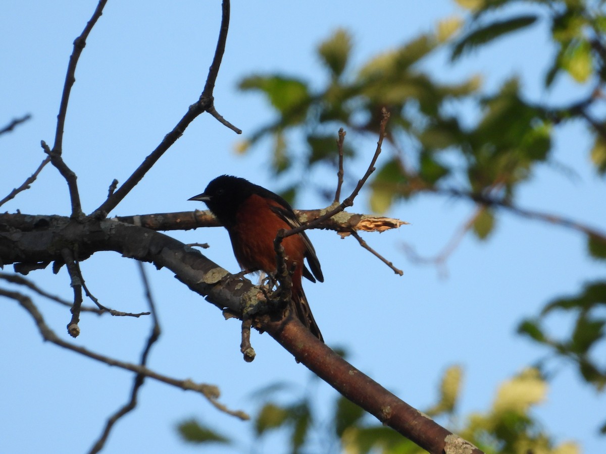 Orchard Oriole - ML618535812