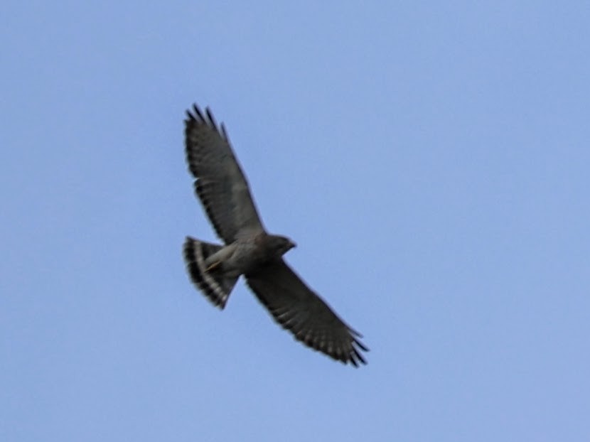 Broad-winged Hawk - ML618535832