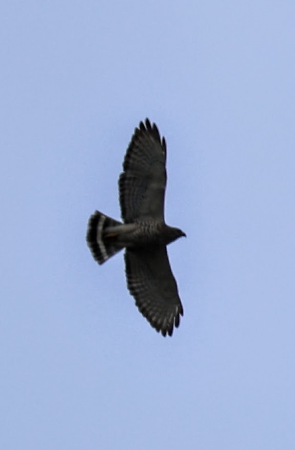 Broad-winged Hawk - ML618535833