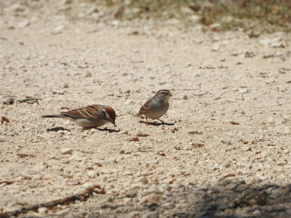 Chipping Sparrow - ML618535835