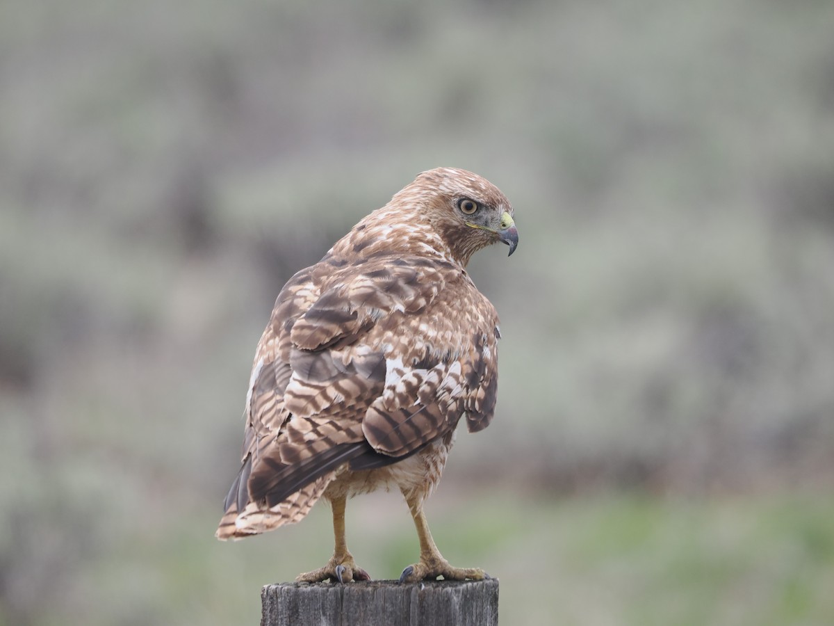 Red-tailed Hawk - ML618535855