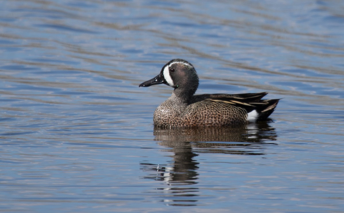 Blue-winged Teal - ML618535877
