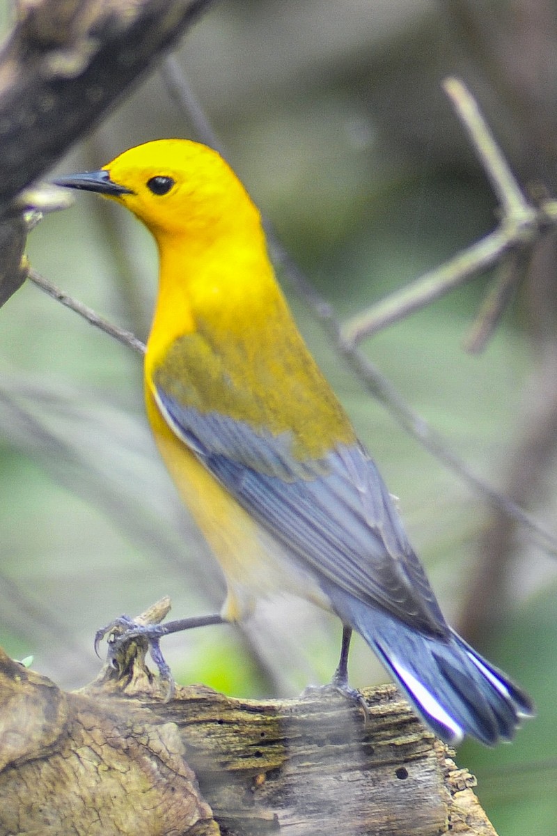 Prothonotary Warbler - ML618535899
