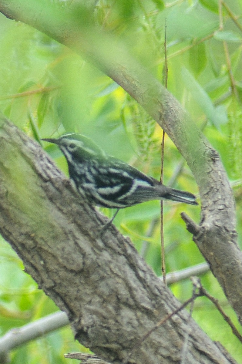 Black-and-white Warbler - ML618535923