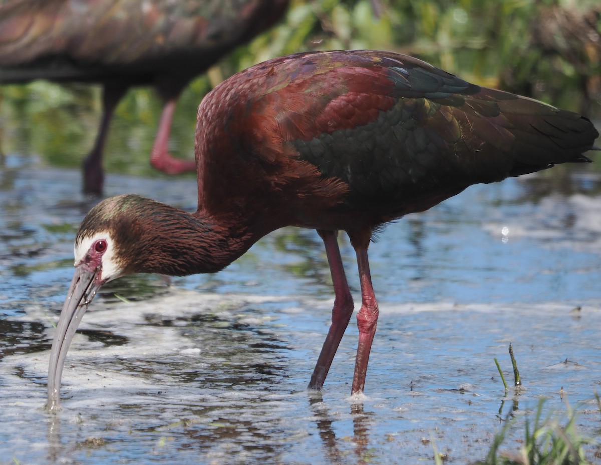 ibis americký - ML618535941