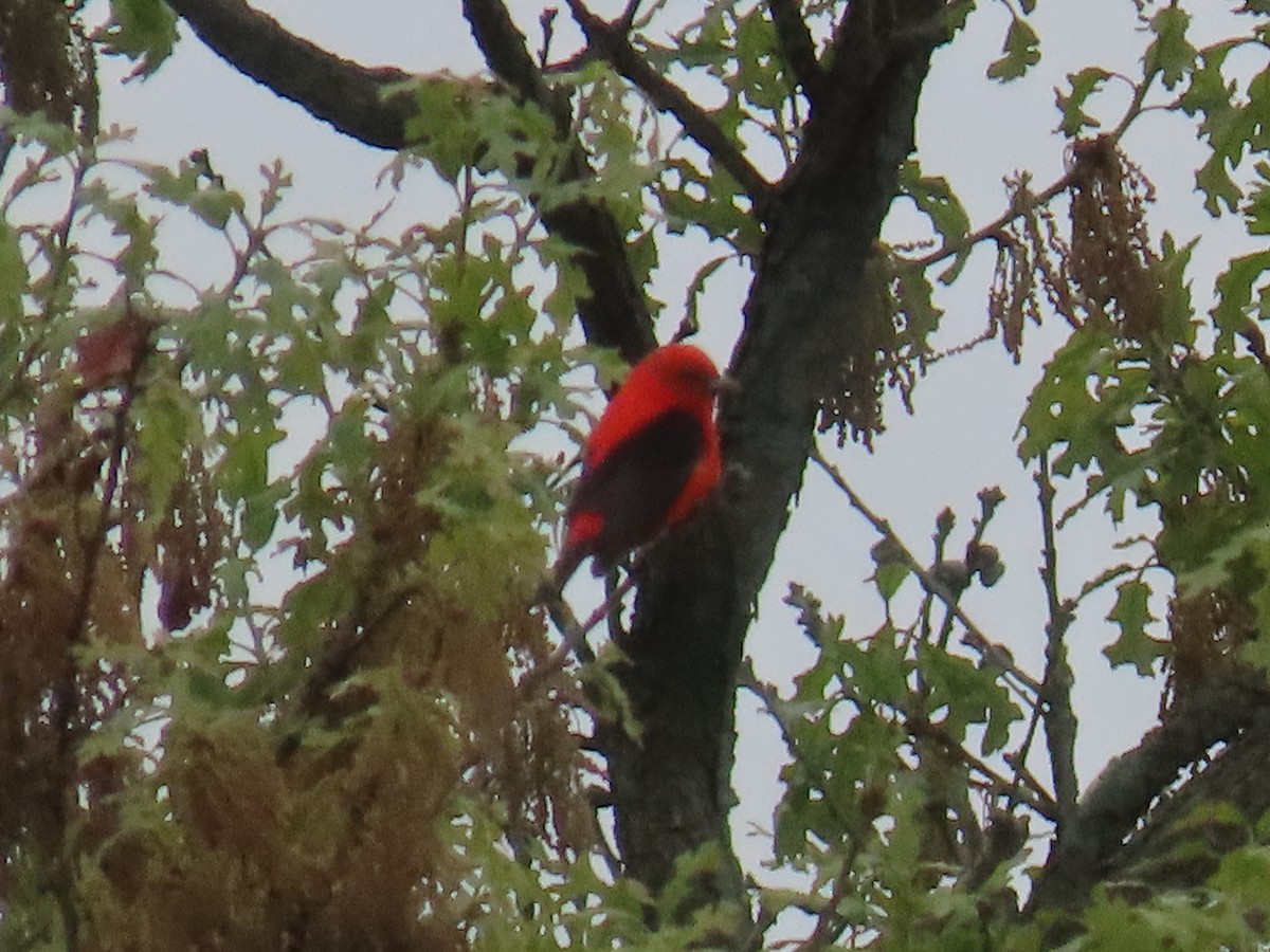 Scarlet Tanager - ML618535964