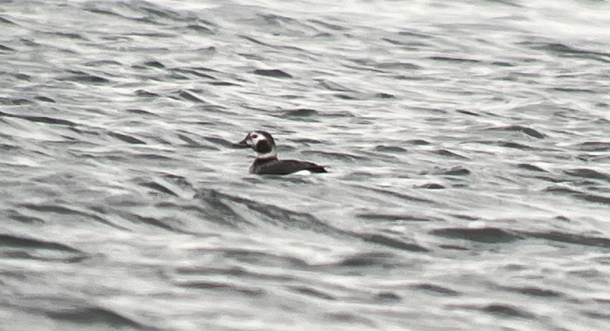 Long-tailed Duck - ML618535989