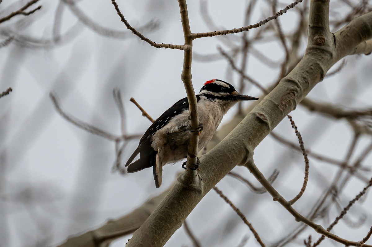 Hairy Woodpecker - ML618535990