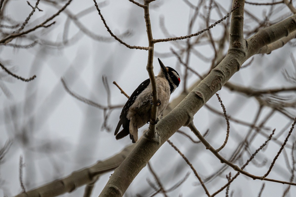 Hairy Woodpecker - ML618535992