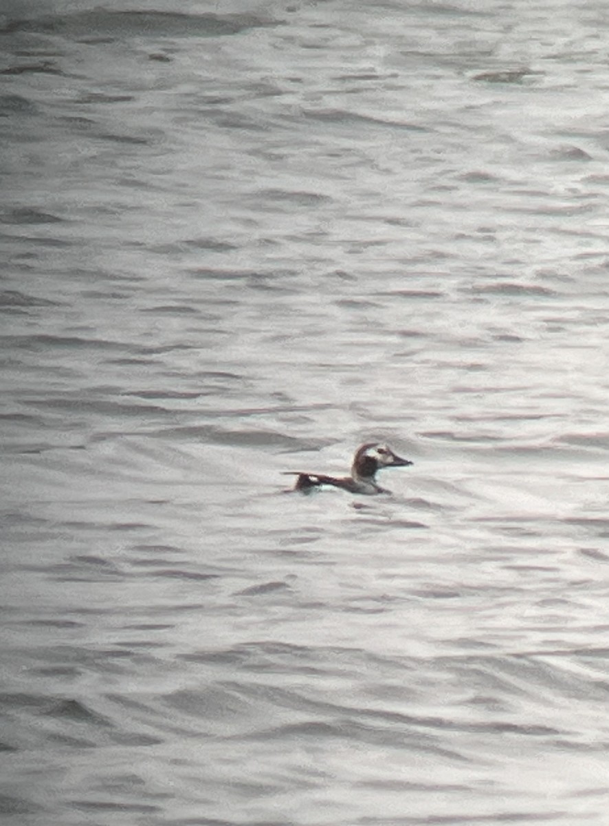 Long-tailed Duck - ML618535998