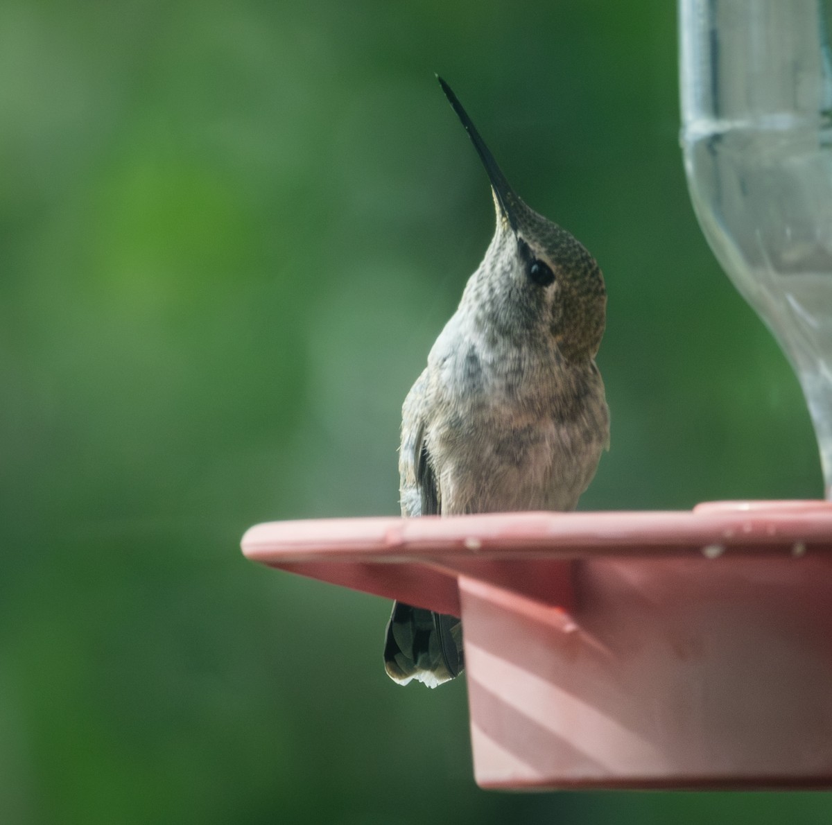 Calliope Hummingbird - ML618536018