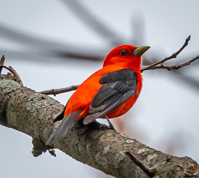Scarlet Tanager - ML618536024