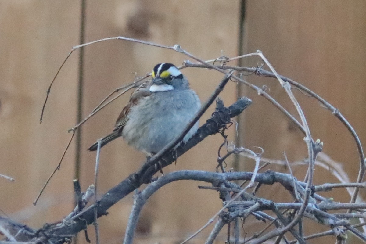 White-throated Sparrow - ML618536025