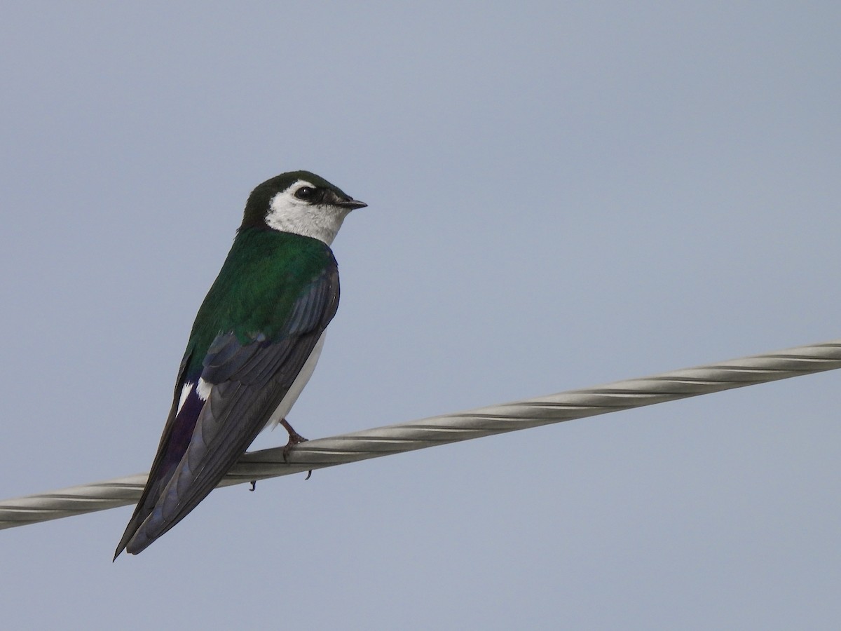 Violet-green Swallow - ML618536074