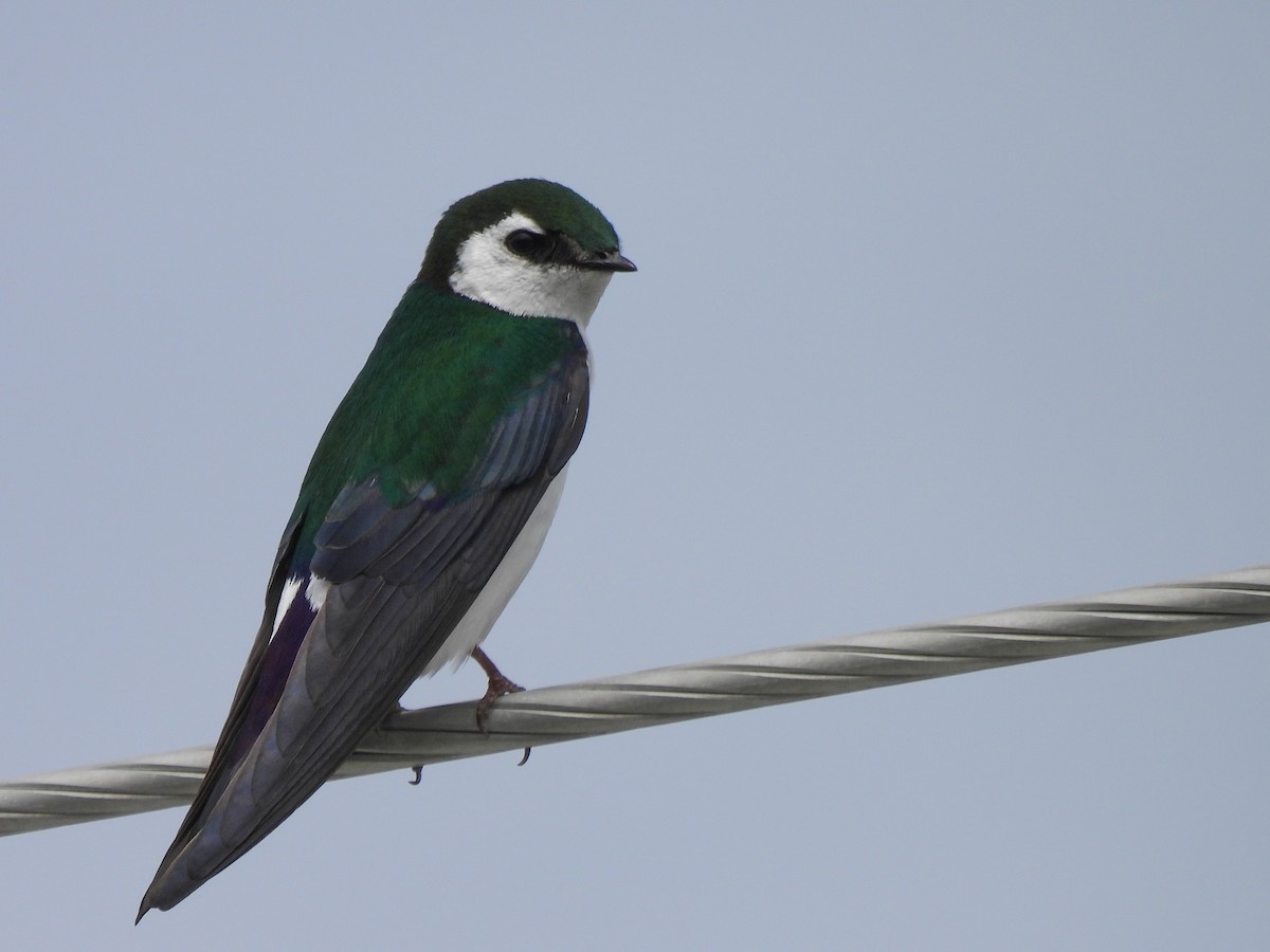 Violet-green Swallow - ML618536075