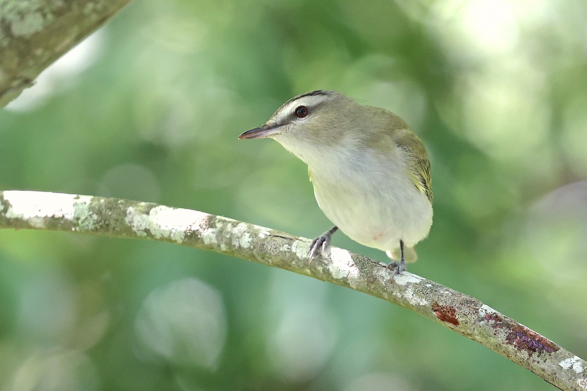 Red-eyed Vireo - Michael O'Brien