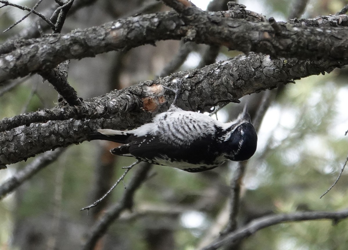 American Three-toed Woodpecker - ML618536101