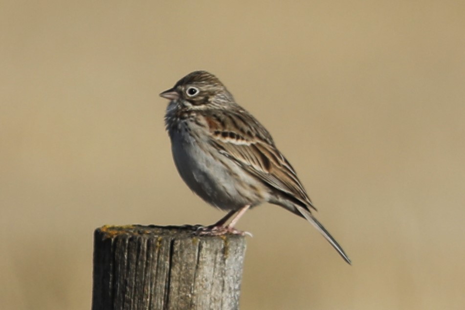Vesper Sparrow - Irene Crosland