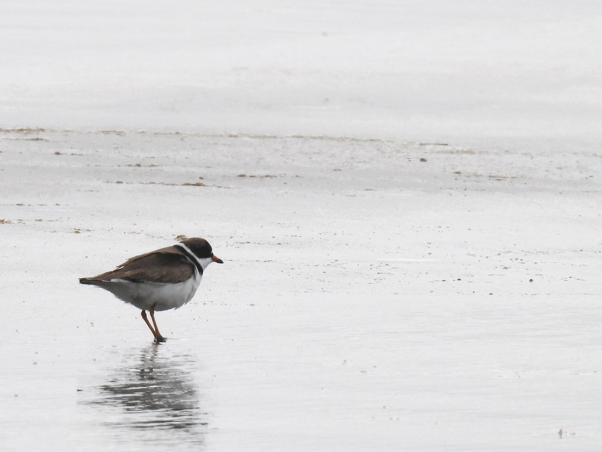 Semipalmated Plover - ML618536115