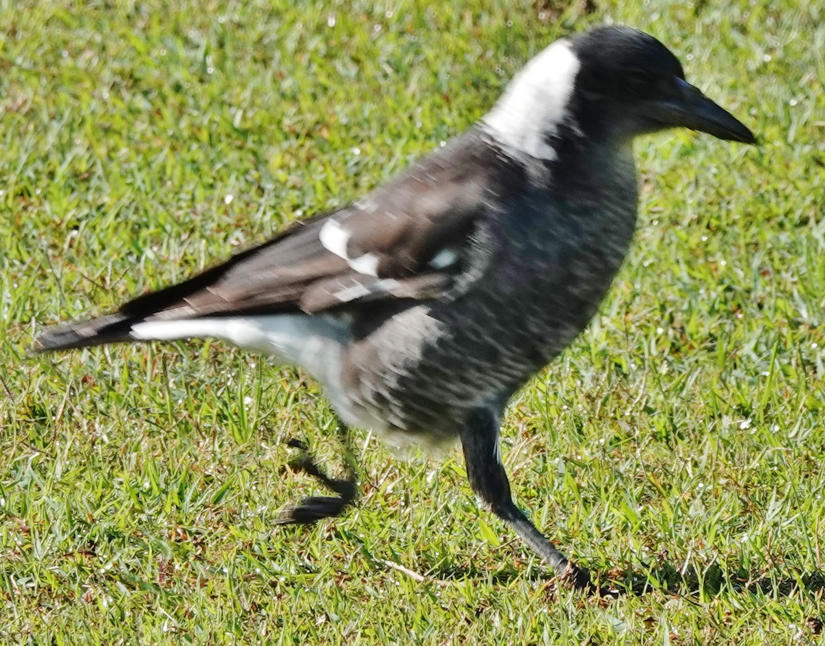 Australian Magpie (Black-backed) - ML618536120