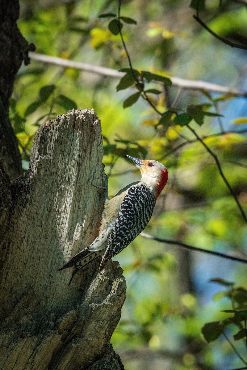 Red-bellied Woodpecker - ML618536126