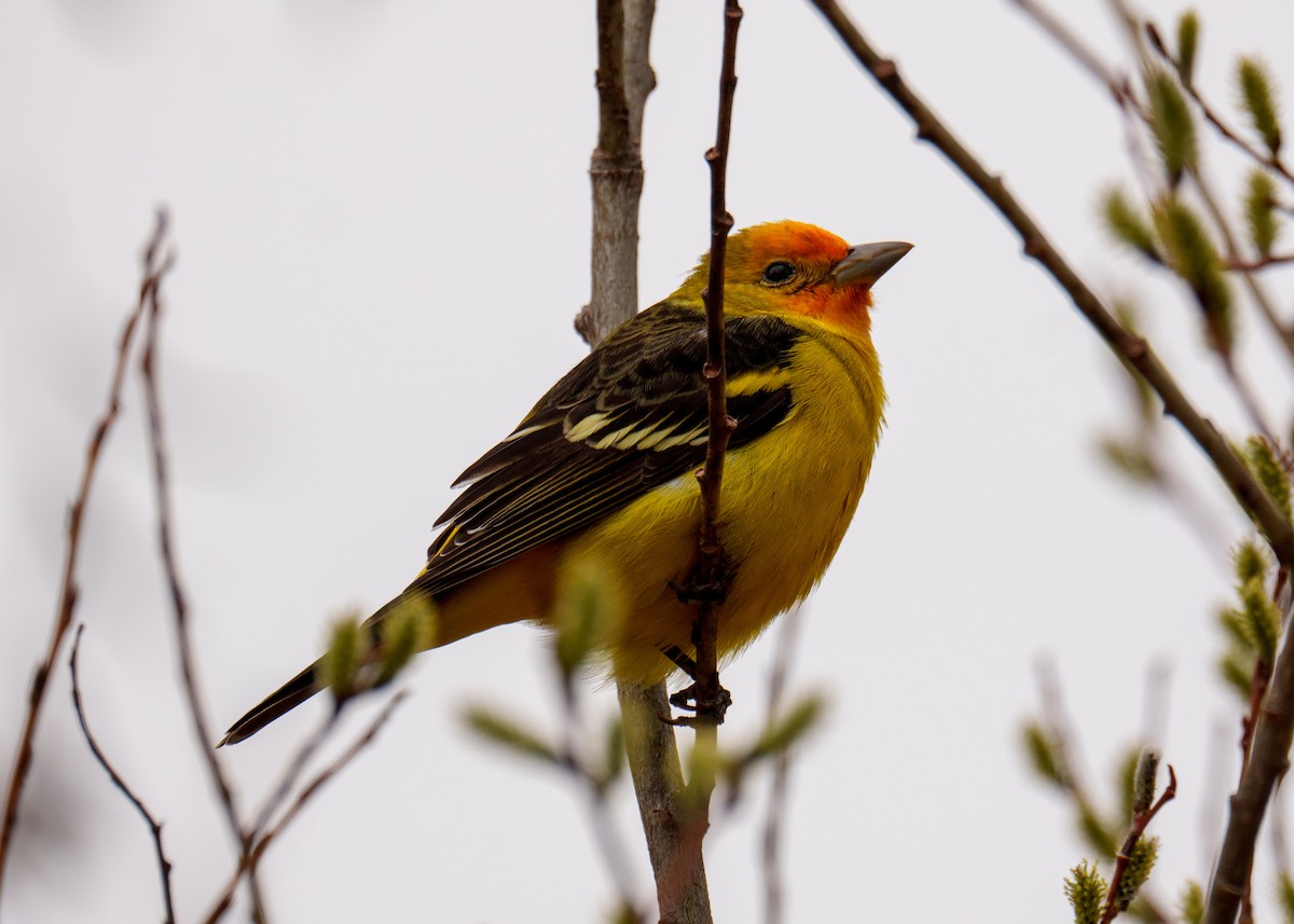 Western Tanager - ML618536127