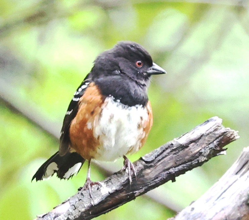 Spotted Towhee - ML618536128