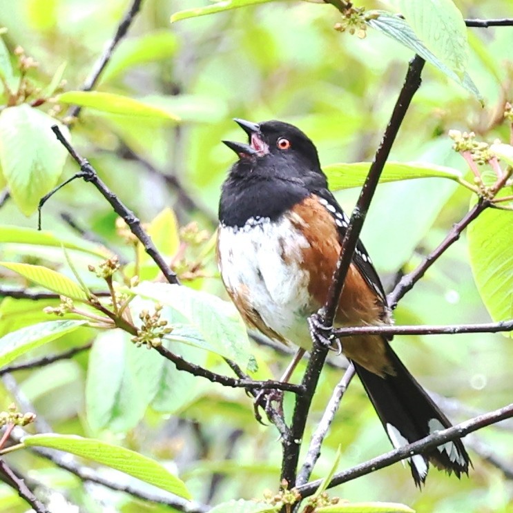 Spotted Towhee - ML618536129