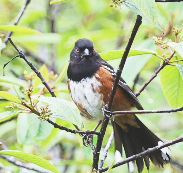 Spotted Towhee - Dale & Margaret Raven