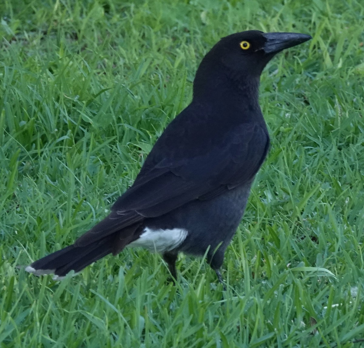 Pied Currawong - ML618536132