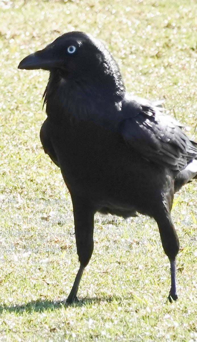 Australian Raven - ML618536153