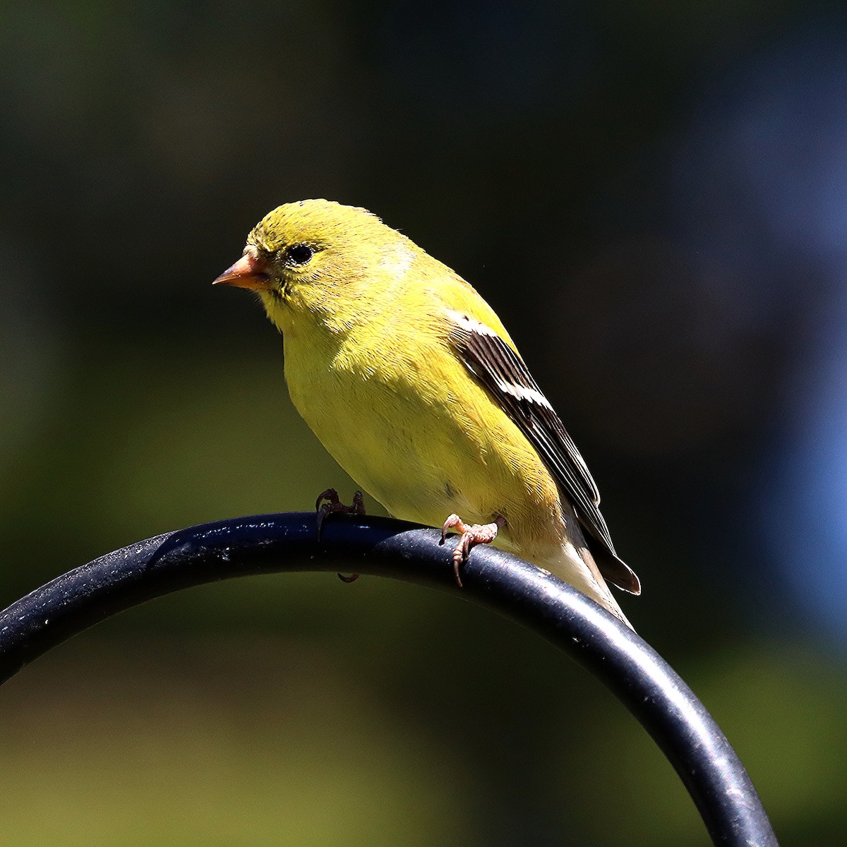 American Goldfinch - Ron and Linda (Tozer) Johnston