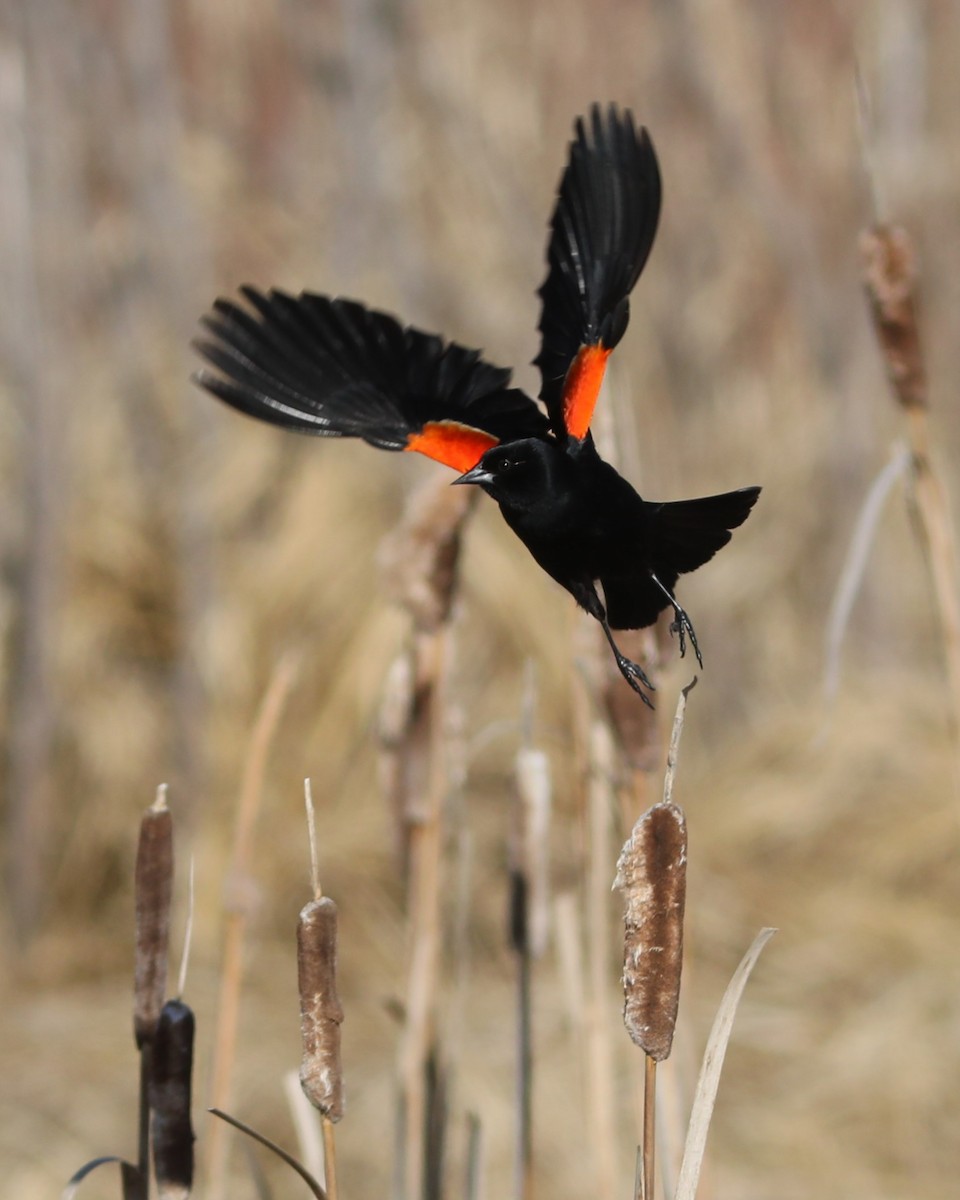 Red-winged Blackbird - ML618536175