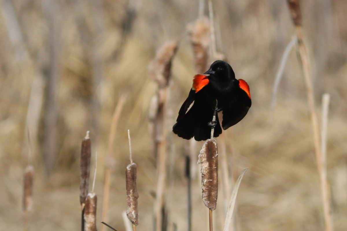 Red-winged Blackbird - Irene Crosland