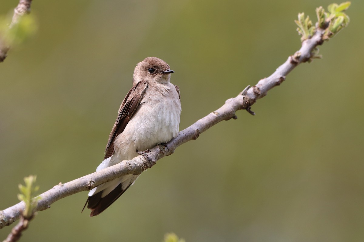 Northern Rough-winged Swallow - ML618536184