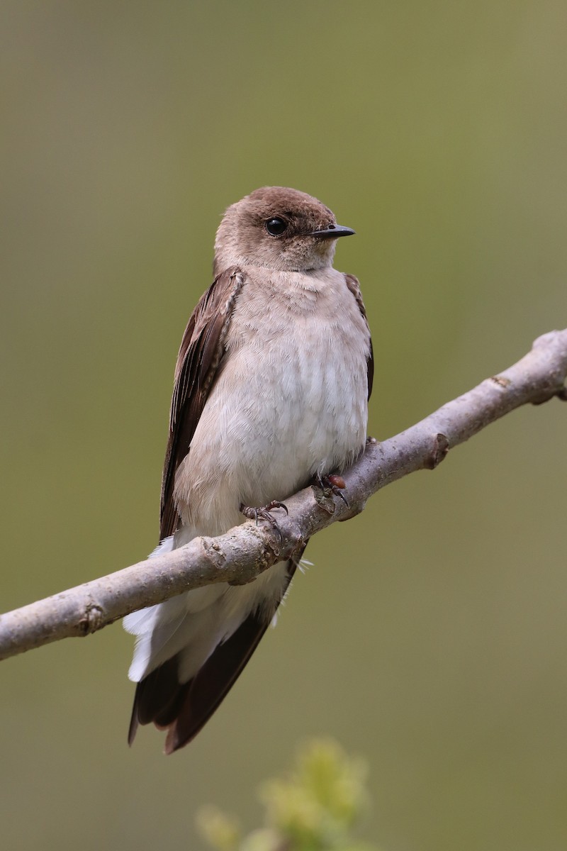 Northern Rough-winged Swallow - ML618536193