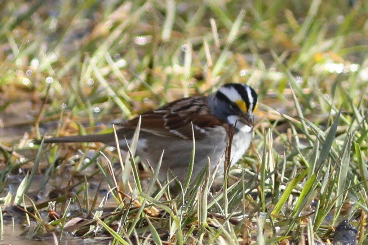 White-throated Sparrow - ML618536221