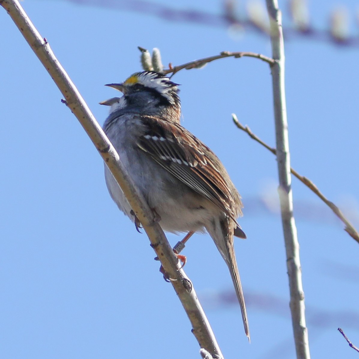 White-throated Sparrow - ML618536222