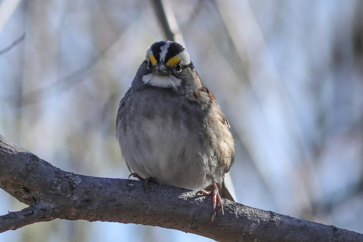 White-throated Sparrow - ML618536223