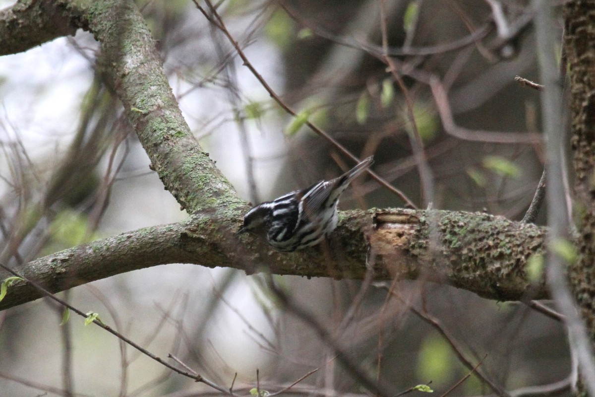 Black-and-white Warbler - ML618536244