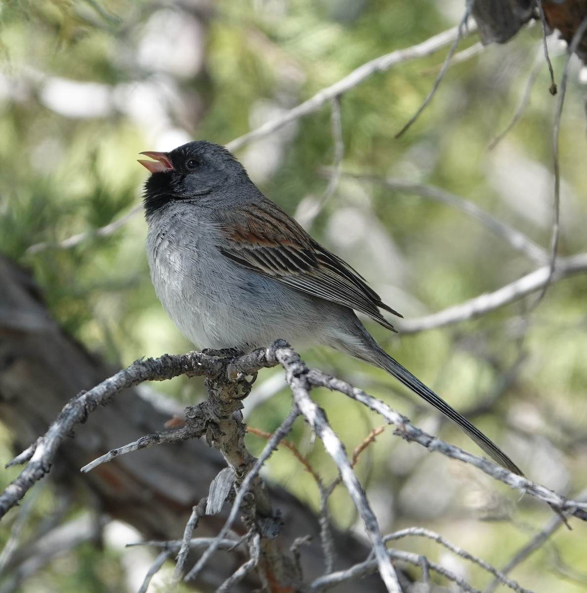 Black-chinned Sparrow - ML618536257