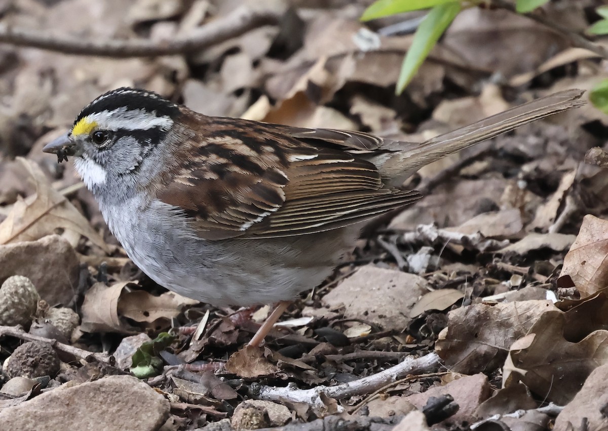 White-throated Sparrow - ML618536263