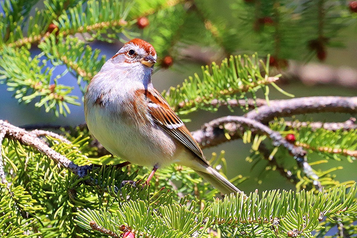 American Tree Sparrow - ML618536270