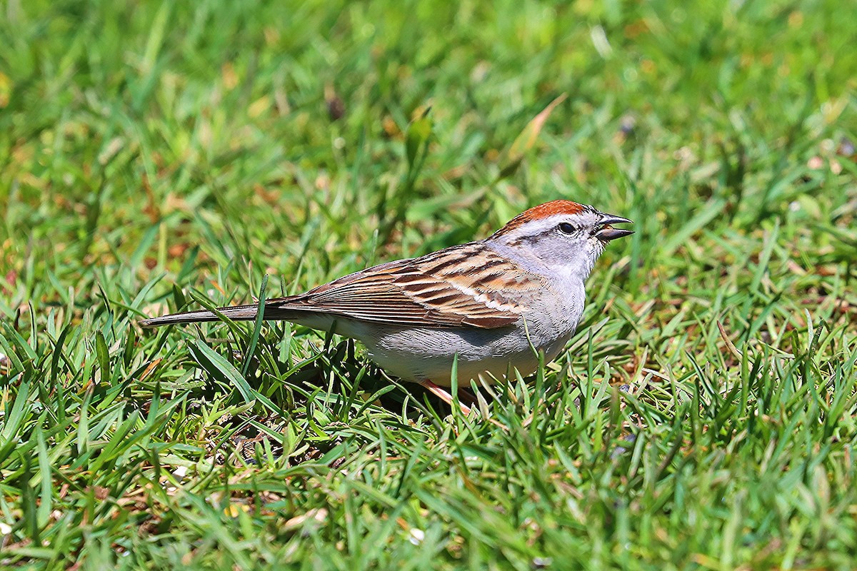 Chipping Sparrow - ML618536277
