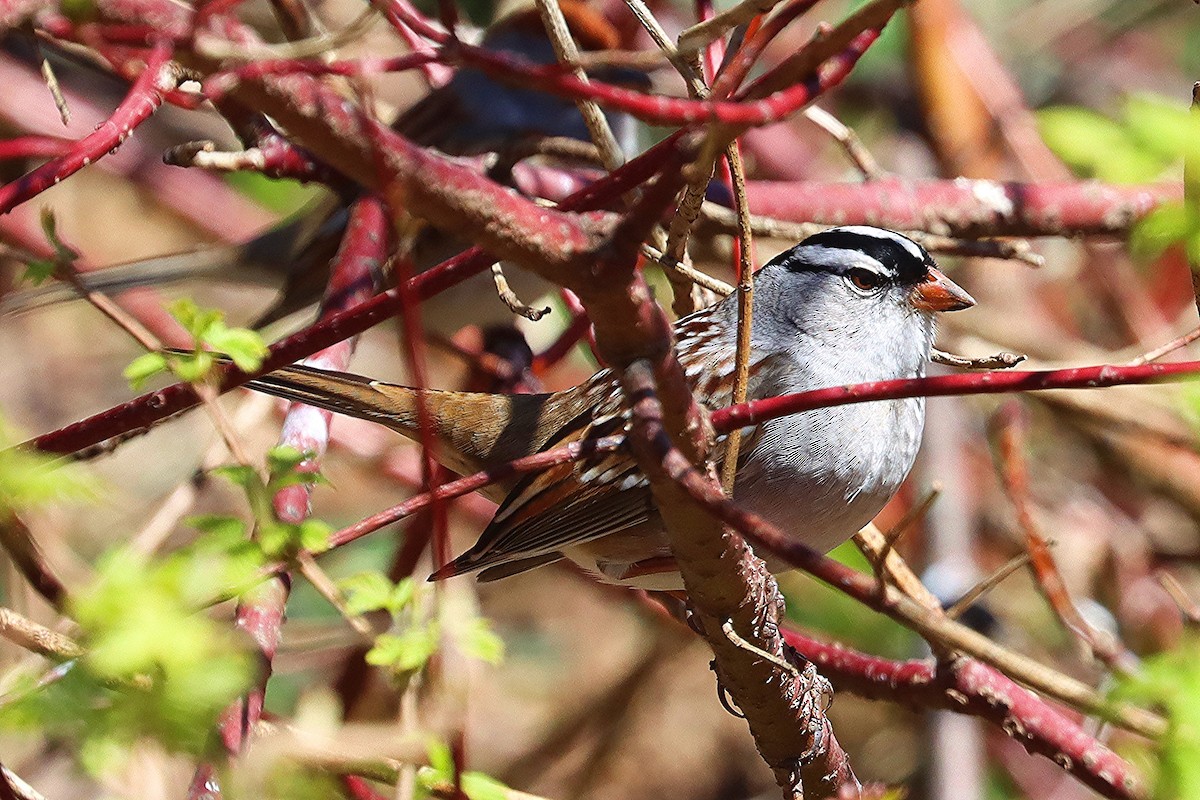 White-crowned Sparrow - Ron and Linda (Tozer) Johnston