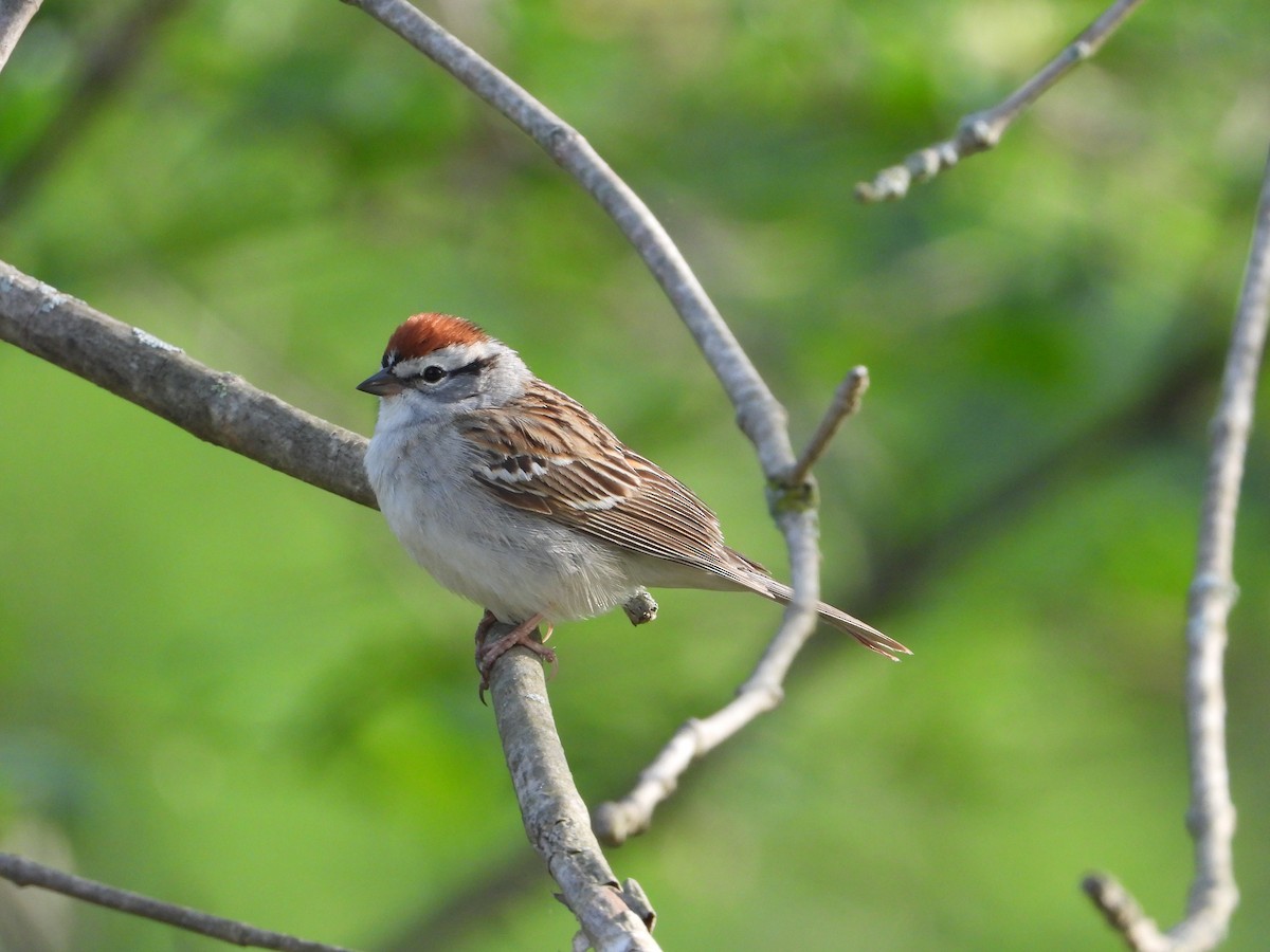 Chipping Sparrow - ML618536295